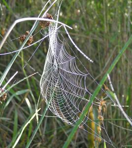 Spiders web (an orb web)