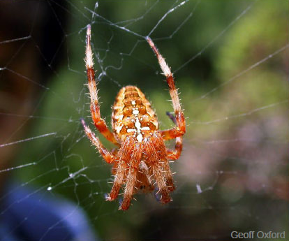 Araneus diadematus © Geoff Oxford 2020
