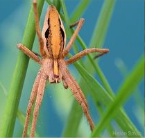 Nursery web spider © Helen Smith 2020