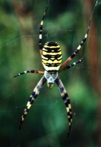 Argiope bruennich © Geoff Oxford 2021