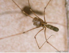 Cellar Spider © Geoff Oxford  2021