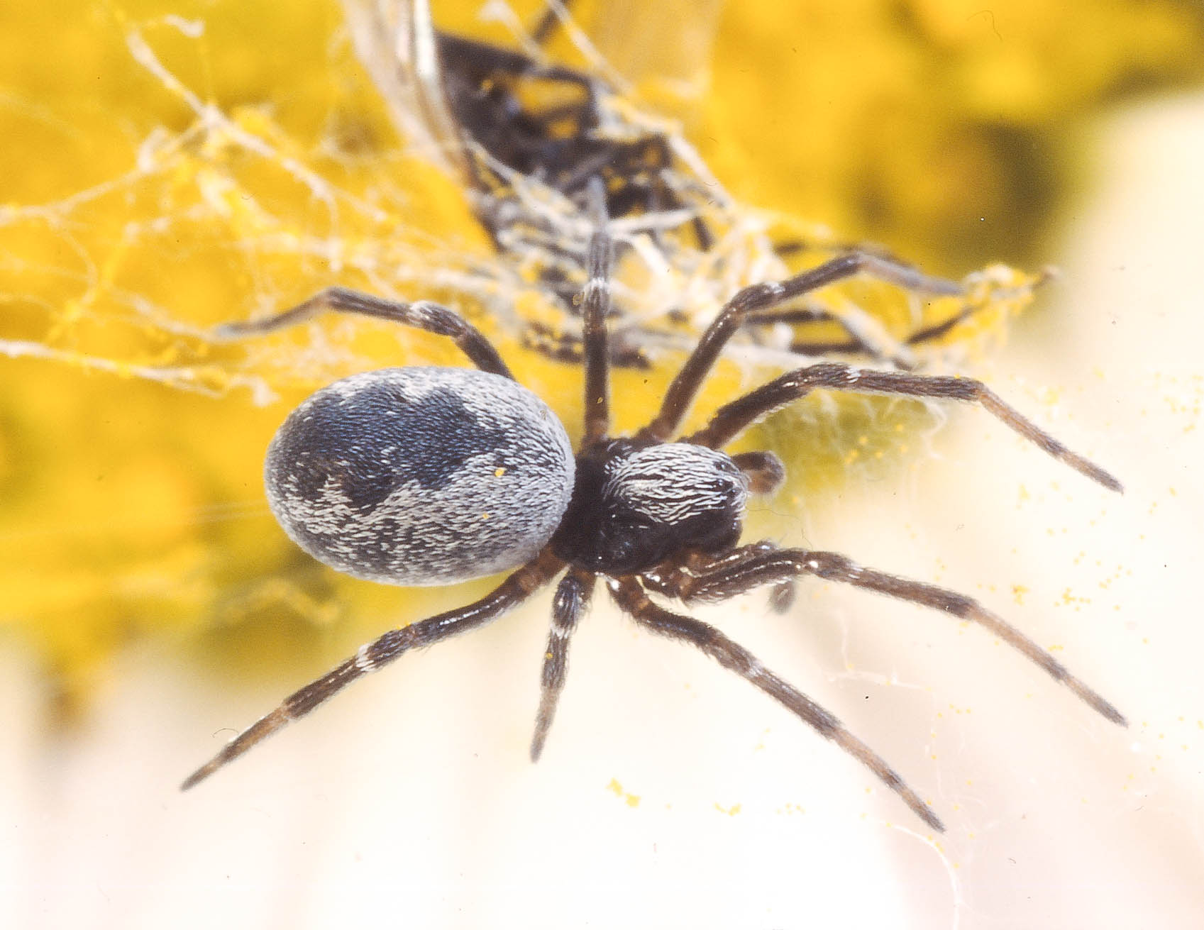 Linyphiidae British Arachnological Society