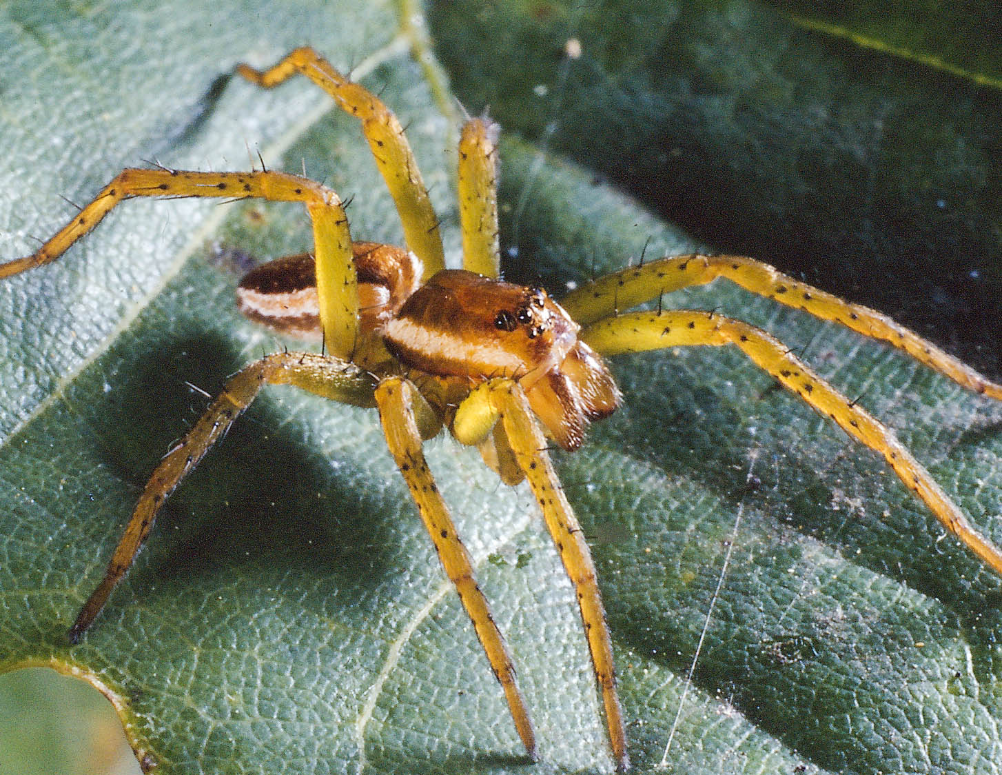Linyphiidae British Arachnological Society