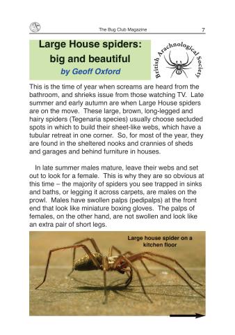 Large House spiders: big and beautiful