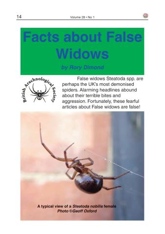 Facts about False Widows