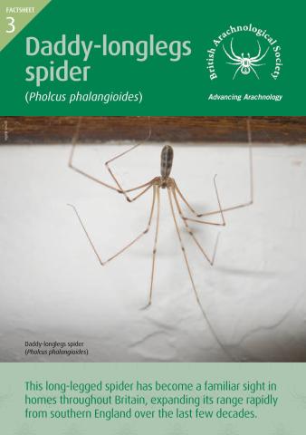 Daddy long-legs spider factsheet
