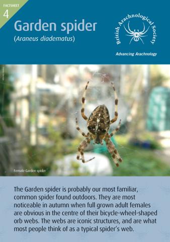 Garden Spider factsheet