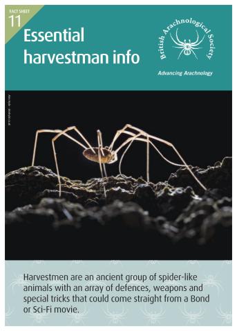 Essential Harvestmen Info factsheet