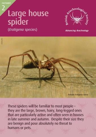 Large house spider factsheet