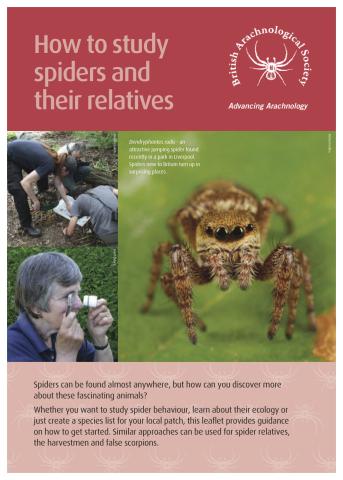 BAS leaflet How to Study Spiders leaflet