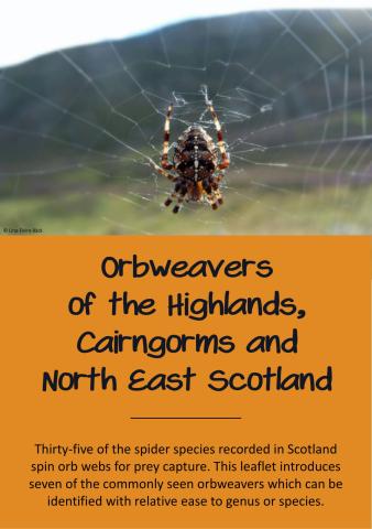 Orbweavers of the Highlands, Cairngorms and NE Scotland leaflet