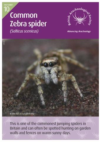 Zebra spiders factsheet