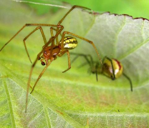 E. ovata male and female by Martin Askins