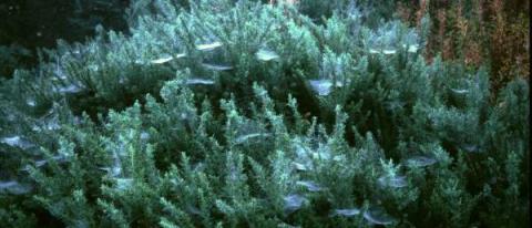 Spider webs on gorse by Craig Slawson