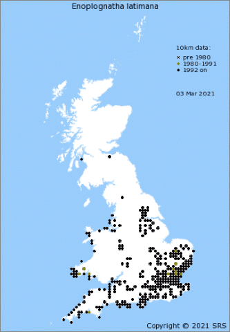The distribution of Enoplognatha latimana in Britain in March 2021 - SRS data