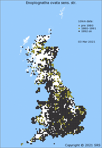 The distribution of Enoplognatha ovata in Britain in March 2021 - SRS data