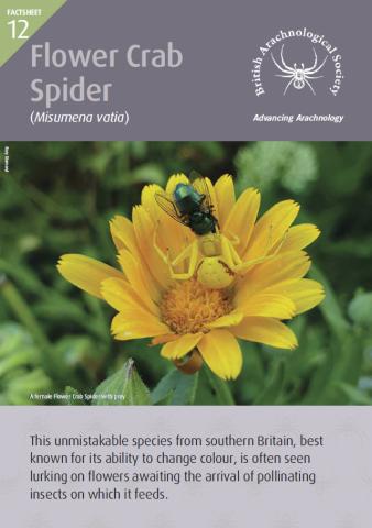 Front page of Factsheet with image of Flower Crab Spider