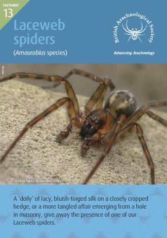 Front page of Factsheet with image of a Laceweb spider