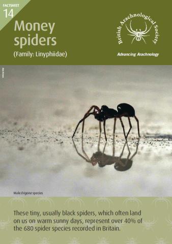 Front page of Factsheet with image of an Money spider