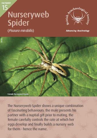 Front page of Factsheet with image of a Nurseryweb Spider