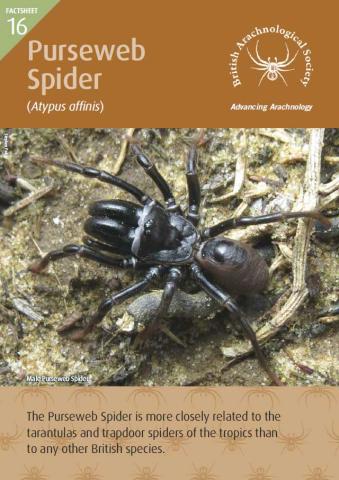 Front page of Factsheet with image of a Purseweb spider