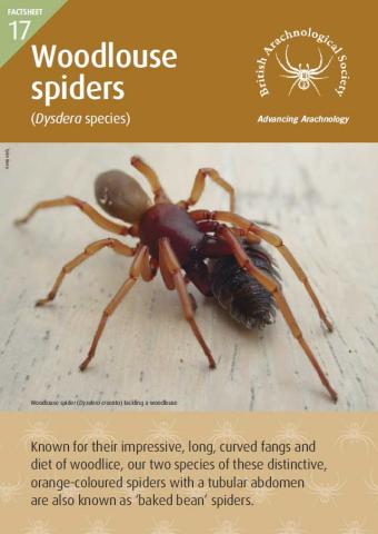 Front page of Factsheet with image of a Woodlouse spider