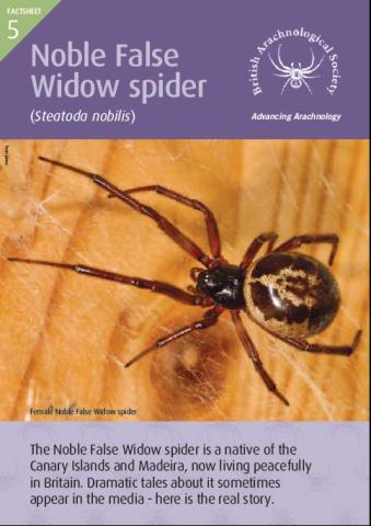 Front page of Factsheet with image of Noble false Widow Spider