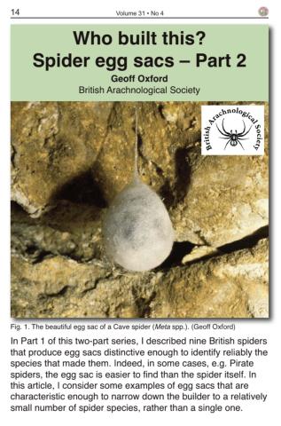 Cover of Bugclub magazine Vol. 31, showing a Labyrinth Spider egg sac