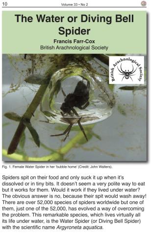 Cover of Bugclub magazine Vol. 33, 2, showing a Diving Bell Spider