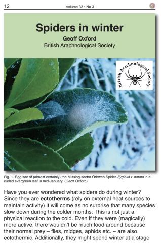 A Garden Spider egg sac on a frosty day