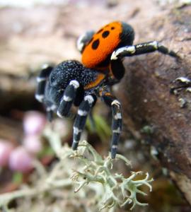 Male ladybird spider; stunning, but recovering from near-extinction © I.Hughes