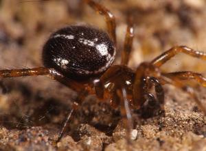 Steatoda bipunctata by Andy Callow