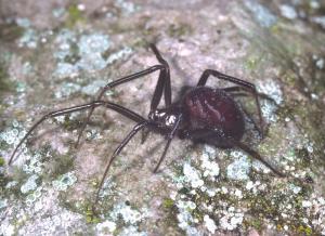 Steatoda grossa (by Peter Harvey)