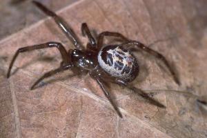 Steatoda nobilis (by Peter Harvey)