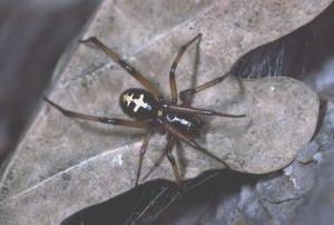 Steatoda paykullian (by Peter Harvey)