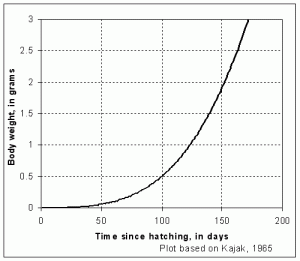 Araneus quadratus growth graph by Martin Askins