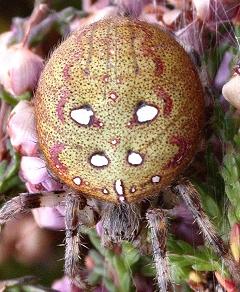 Gravid female Araneus quadratus by Martin Askins