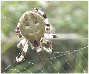 Araneus quadratus on its web by Martin Askins