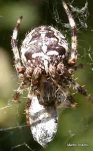 Araneus diadematus by Martin Askins