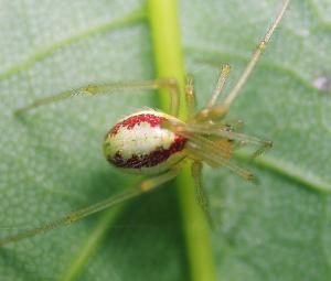 30-21A Medium Red Spider with Striped legs outlet and Aventurine in the abdomen