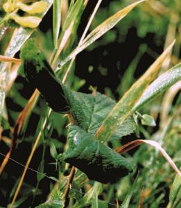 A bramble stem with two leaves rolled by E. ovata