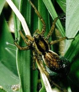 Pardosa nigriceps by Martin Askins