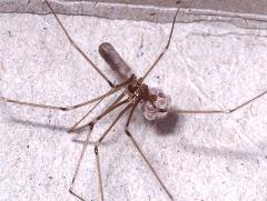 Pholcus phalangioides by Martin Atkins