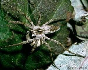 Pisaura mirabilis by Martin Askins