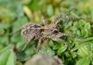 Alopecosa barbipes - one of the species on the 2017 Amber list