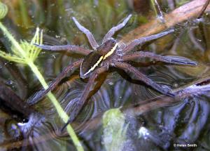 Dolomedes plantarius, the Fen Raft Spider. Image: Helen Smith
