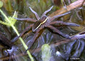 Dolomedes plantarius, the Fen Raft Spider. Image: Helen Smith