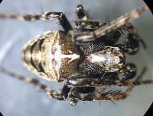 Gibbarenea bituberculata - considered Regionally Extinct on the British Red List