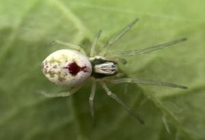 Nigma puella, the Bleeding Heart Spider, is classified as Nationally Scarce
