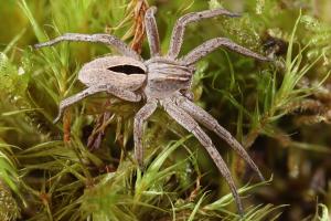 Thanatus formicinus, the Diamond-backed Spider. Image: Richard Gallon